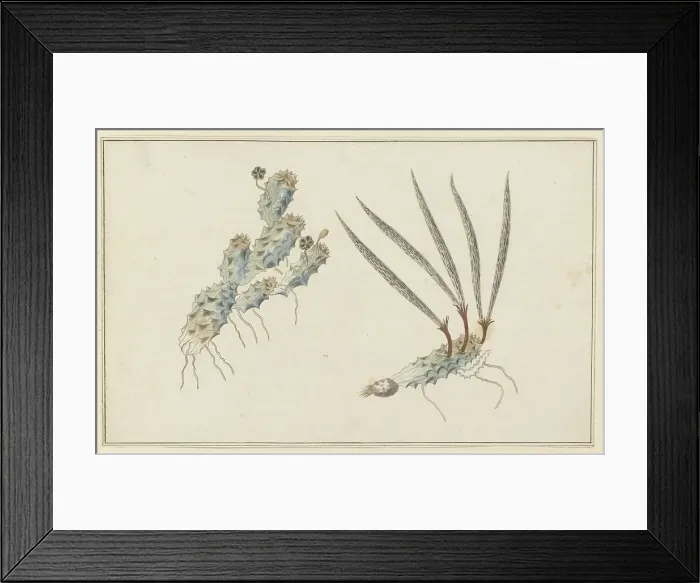 Framed Print : Pectinaria articulata (Ait.) (Stapelia Nigrum), 1777-1786. Creator: Robert Jacob Gordon Framed Print : Pectinaria articulata (Ait.) (Stapelia Nigrum), 1777-1786. Creator: Robert Jacob Gordon