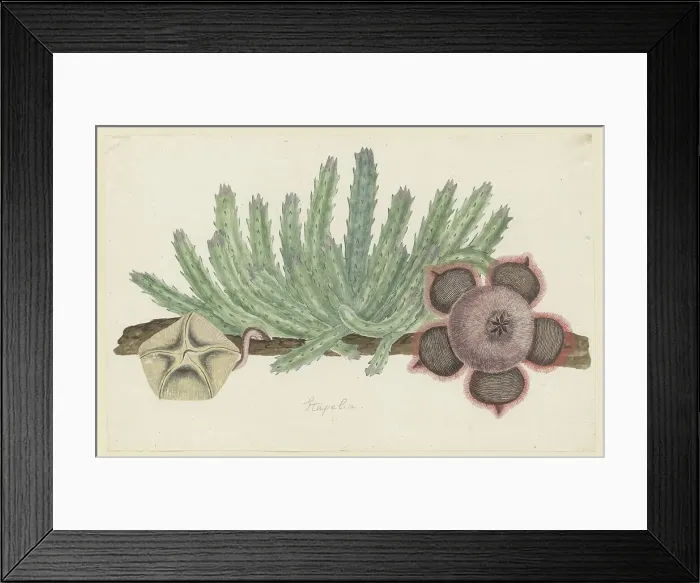 Framed Print : Stapelia hirsuta (L.) (Starfish flower), 1777-1786. Creator: Robert Jacob Gordon Framed Print : Stapelia hirsuta (L.) (Starfish flower), 1777-1786. Creator: Robert Jacob Gordon