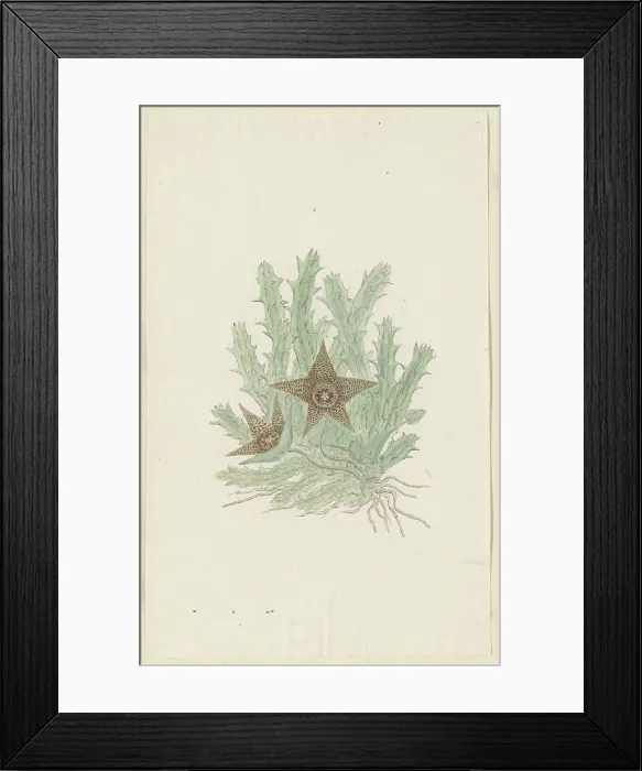 Framed Print : Orbea verrucosa (Masson) Haw. (Hirsute Stapelia), 1777-1786. Creator: Robert Jacob Gordon Framed Print : Orbea verrucosa (Masson) Haw. (Hirsute Stapelia), 1777-1786. Creator: Robert Jacob Gordon