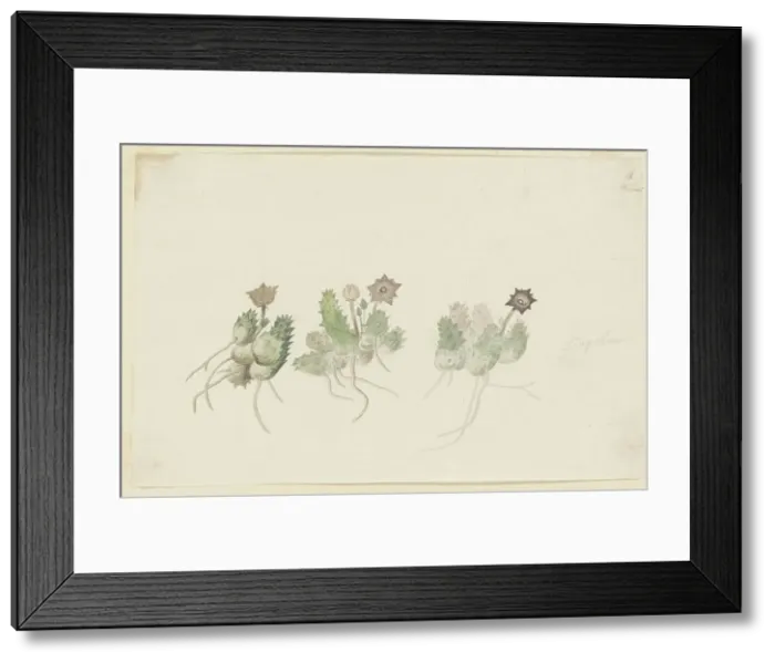 Framed Print : Orbea verrucosa (Masson) L.C. Leach. (Hirsute stapelia), 1777-1786. Creator: Robert Jacob Gordon