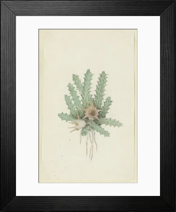 Framed Print : Huernia barbata (Masson) Haw. 1777-1786. Creator: Robert Jacob Gordon Framed Print : Huernia barbata (Masson) Haw. 1777-1786. Creator: Robert Jacob Gordon