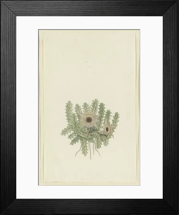 Framed Print : Huernia barbata (Masson) Haw. 1777-1786. Creator: Robert Jacob Gordon Framed Print : Huernia barbata (Masson) Haw. 1777-1786. Creator: Robert Jacob Gordon