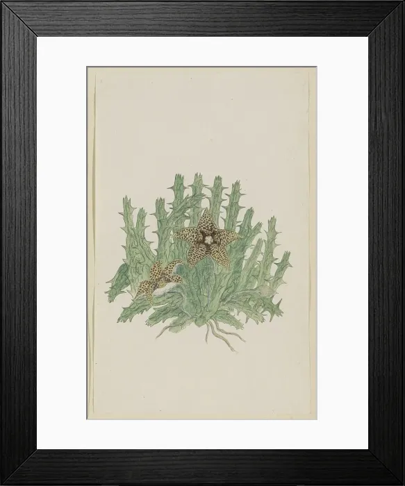 Framed Print : Orbea verucosa (Masson) L.C. Leach. (Hirsute Stapelia), 1777-1786. Creator: Robert Jacob Gordon Framed Print : Orbea verucosa (Masson) L.C. Leach. (Hirsute Stapelia), 1777-1786. Creator: Robert Jacob Gordon