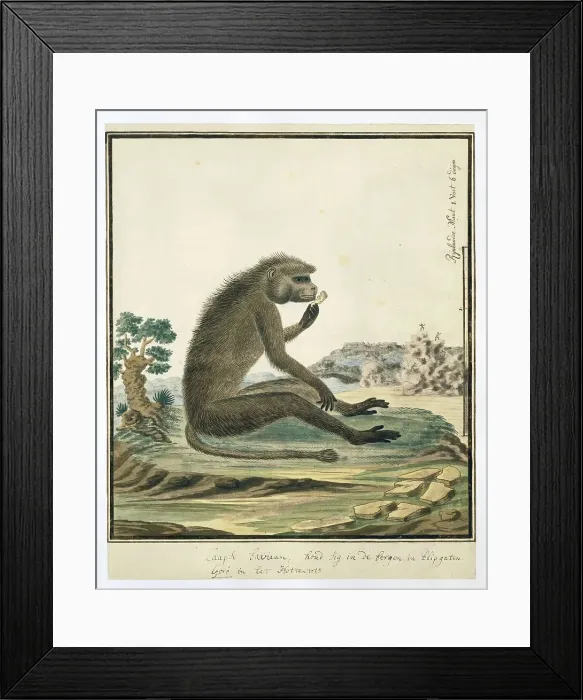 Framed Print : Papio ursinus (Chacma baboon), 1773-1786. Creators: Robert Jacob Gordon, Johannes Schumacher Framed Print : Papio ursinus (Chacma baboon), 1773-1786. Creators: Robert Jacob Gordon, Johannes Schumacher
