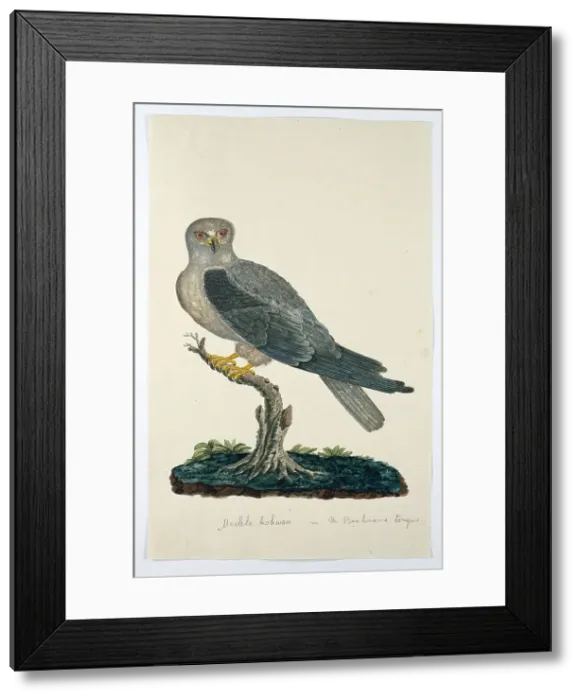 Framed Print : Elanus caeruleus (Black-winged kite), 1777-1786. Creators: Robert Jacob Gordon, Johannes Schumacher