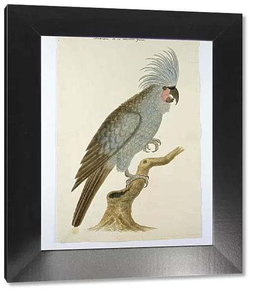 Palm cockatoo, in or after c.1780. Creators: Robert Jacob Gordon, Johannes Schumacher