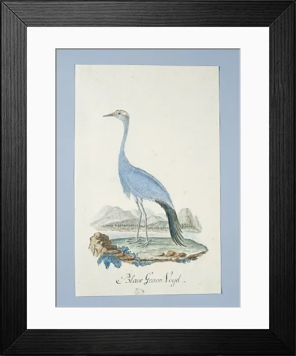 Framed Print : Anthropoides paradisea (Blue crane or Stanley crane), 1777-1786. Creators: Robert Jacob Gordon, Johannes Schumacher Framed Print : Anthropoides paradisea (Blue crane or Stanley crane), 1777-1786. Creators: Robert Jacob Gordon, Johannes Schumacher