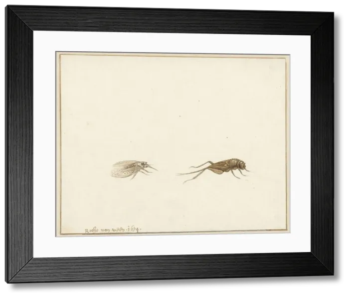 Framed Print : Two insects, 1674. Creator: Rochus van Veen Framed Print : Two insects, 1674. Creator: Rochus van Veen