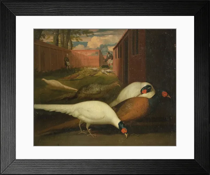 Framed Print : Pheasants in a pen, 1749-1848. Creator: Unknown Framed Print : Pheasants in a pen, 1749-1848. Creator: Unknown