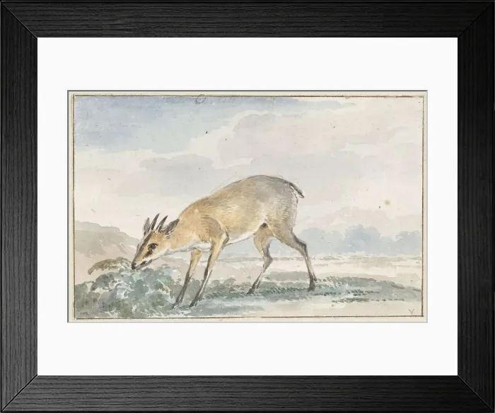 Framed Print : Guinea damsel goat or Sylvicapra Grimmia, 1765. Creator: Aert Schouman Framed Print : Guinea damsel goat or Sylvicapra Grimmia, 1765. Creator: Aert Schouman