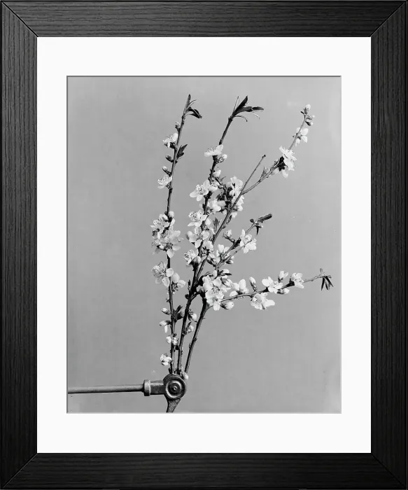 Framed Print : Peach blossoms, between 1900 and 1905. Creator: Unknown Framed Print : Peach blossoms, between 1900 and 1905. Creator: Unknown