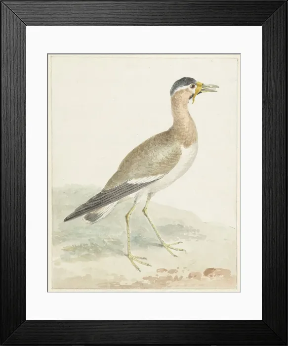 Framed Print : A Yellow-wattled Lapwing, 1720-1792. Creator: Aert Schouman Framed Print : A Yellow-wattled Lapwing, 1720-1792. Creator: Aert Schouman