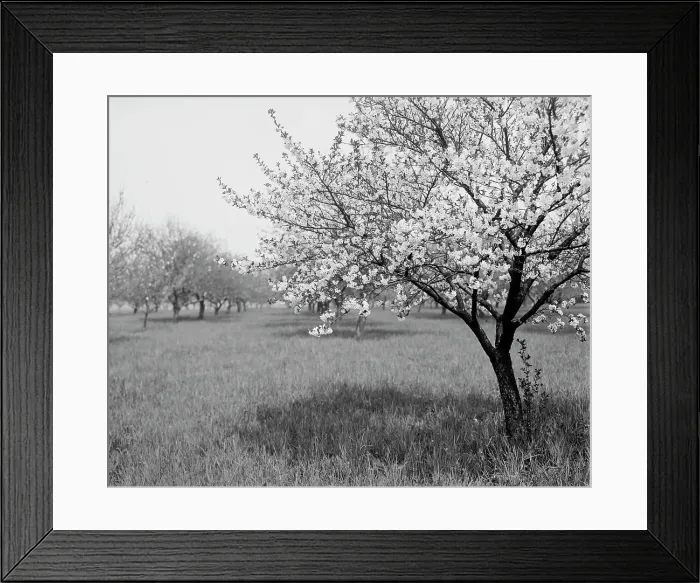 Framed Print : A Cherry tree, between 1900 and 1905. Creator: Unknown Framed Print : A Cherry tree, between 1900 and 1905. Creator: Unknown