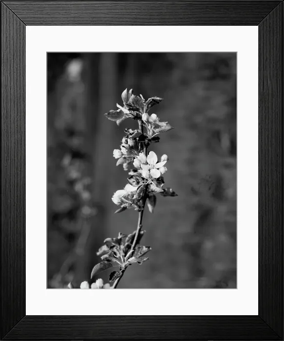 Framed Print : Apple blossoms, between 1900 and 1905. Creator: Unknown