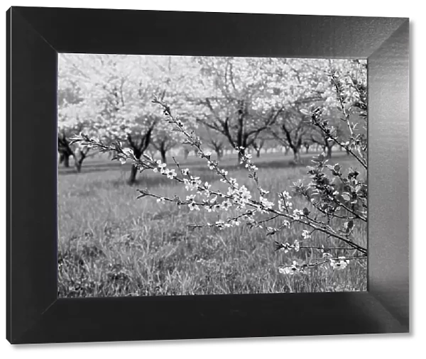 Peach blossoms, between 1900 and 1905. Creator: Unknown