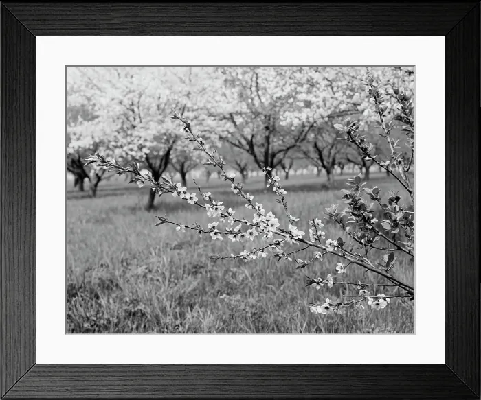 Framed Print : Peach blossoms, between 1900 and 1905. Creator: Unknown Framed Print : Peach blossoms, between 1900 and 1905. Creator: Unknown