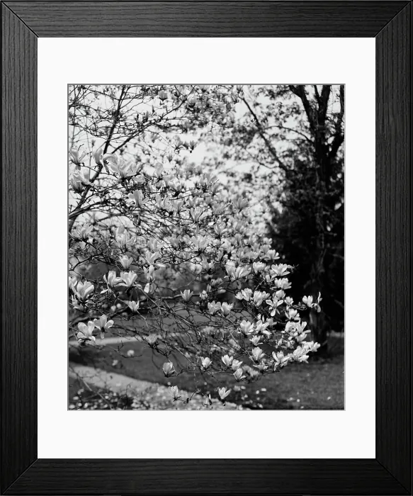 Framed Print : Magnolias, between 1900 and 1905. Creator: Unknown Framed Print : Magnolias, between 1900 and 1905. Creator: Unknown