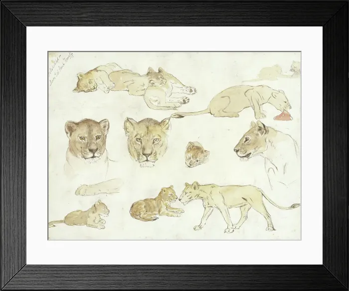 Framed Print : Studies of Lions, 1880-1946. Creator: Anna Maria Kruijff Framed Print : Studies of Lions, 1880-1946. Creator: Anna Maria Kruijff