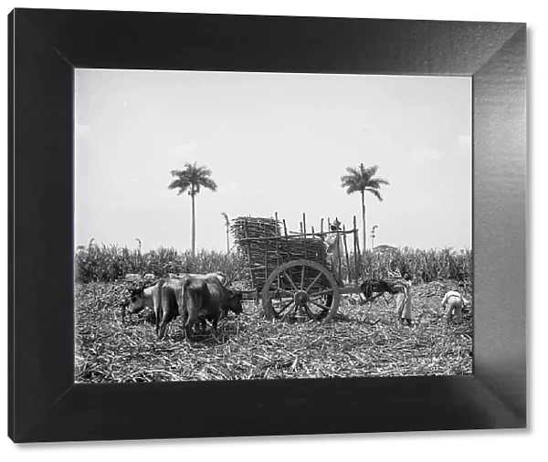 Gathering cane on a Cuban sugar plantation, between 1900 and 1906. Creator: Unknown