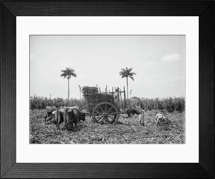 Framed Print : Gathering cane on a Cuban sugar plantation, between 1900 and 1906. Creator: Unknown Framed Print : Gathering cane on a Cuban sugar plantation, between 1900 and 1906. Creator: Unknown