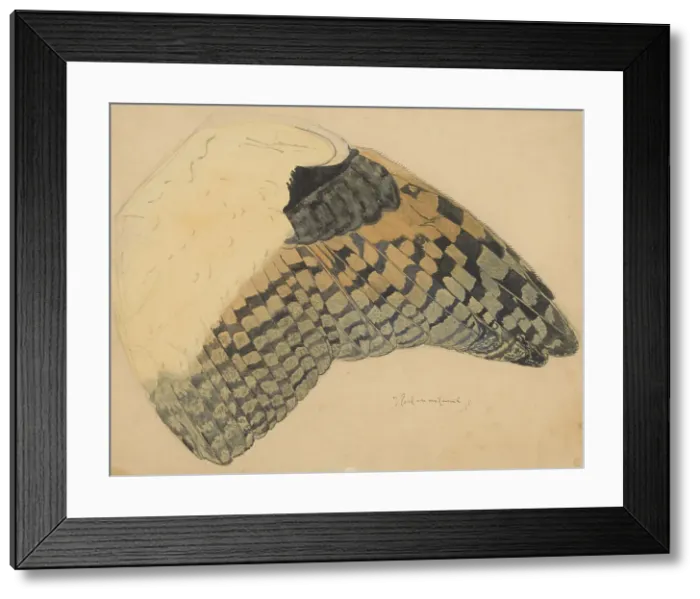 Framed Print : Wing of a long-eared owl, 1898. Creator: Balthasar Meisner Framed Print : Wing of a long-eared owl, 1898. Creator: Balthasar Meisner