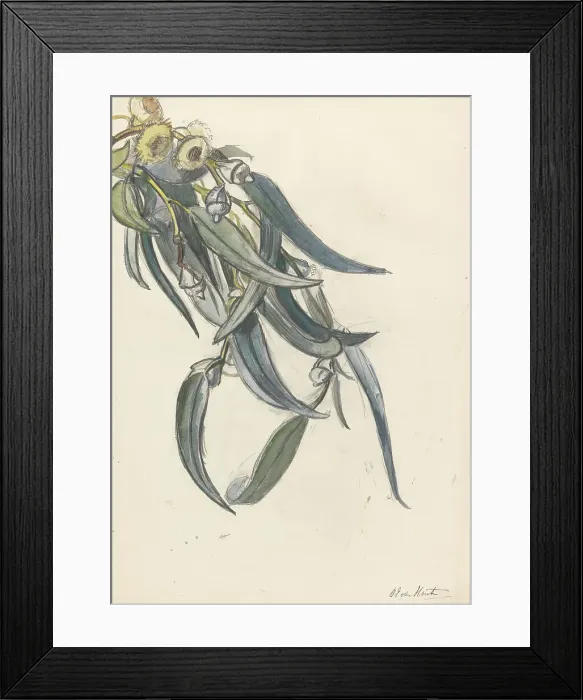 Framed Print : Flowering branch of a eucalyptus, 1872-1950. Creator: Barbara Elisabeth van Houten Framed Print : Flowering branch of a eucalyptus, 1872-1950. Creator: Barbara Elisabeth van Houten