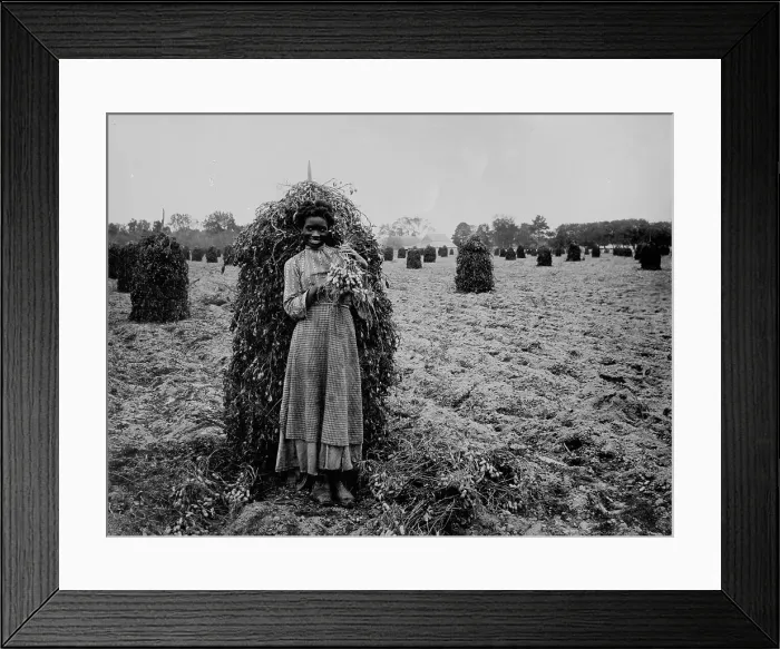 Framed Print : Polly in the peanut patch, between 1900 and 1905. Creator: Unknown Framed Print : Polly in the peanut patch, between 1900 and 1905. Creator: Unknown