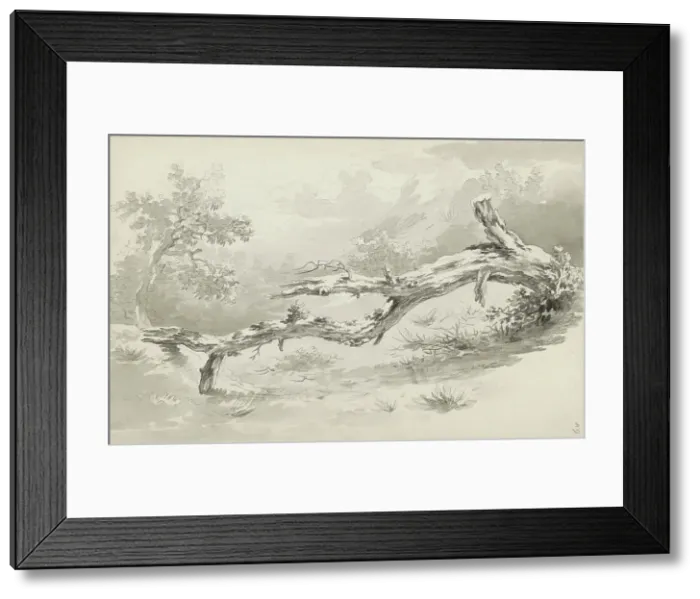 Framed Print : Treetrunk, c.1780-c.1800. Creator: Bernhard Heinrich Thier Framed Print : Treetrunk, c.1780-c.1800. Creator: Bernhard Heinrich Thier