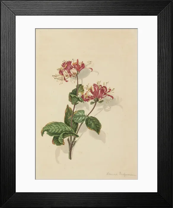 Framed Print : Branch wild honeysuckle (Lonicera periclymenum), 1750-1811. Creator: Bernhard Heinrich Thier Framed Print : Branch wild honeysuckle (Lonicera periclymenum), 1750-1811. Creator: Bernhard Heinrich Thier