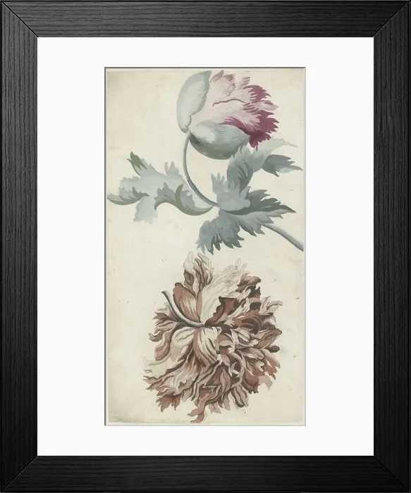 Framed Print : Poppies, 1683-1733. Creator: Bernard Picart Framed Print : Poppies, 1683-1733. Creator: Bernard Picart