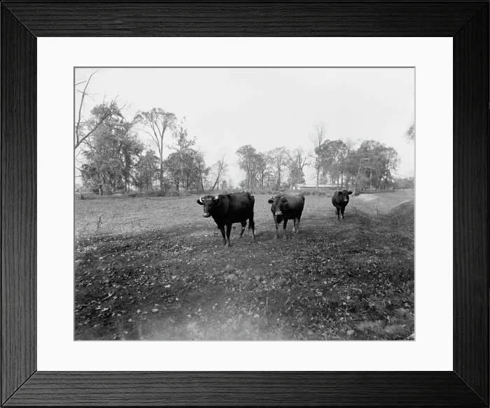 Framed Print : Cow pasture, Mt. Clemens, between 1880 and 1899. Creator: Unknown