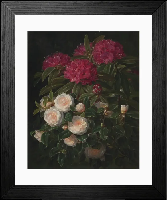 Framed Print : Camellias and rhododendrons, 1852. Creator: Johan Laurentz Jensen Framed Print : Camellias and rhododendrons, 1852. Creator: Johan Laurentz Jensen