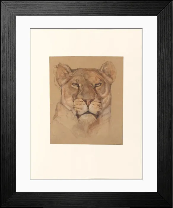 Framed Print : Head of a lioness, 1866-1939. Creator: Bernard Willem Wierink Framed Print : Head of a lioness, 1866-1939. Creator: Bernard Willem Wierink