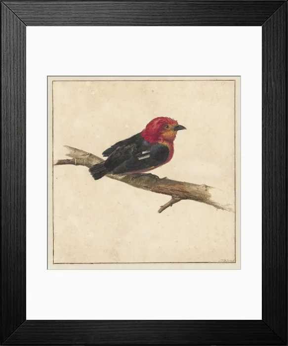 Framed Print : Manakin, the Surinamese bird Pipra Aureola, 1681-1743. Creator: Karel Borchaert Voet Framed Print : Manakin, the Surinamese bird Pipra Aureola, 1681-1743. Creator: Karel Borchaert Voet