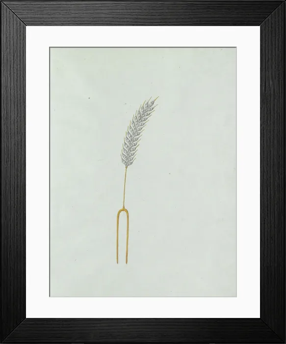 Framed Print : Ear of corn, c.1800-c.1810. Creator: Carl Friedrich Bärthel Framed Print : Ear of corn, c.1800-c.1810. Creator: Carl Friedrich Bärthel