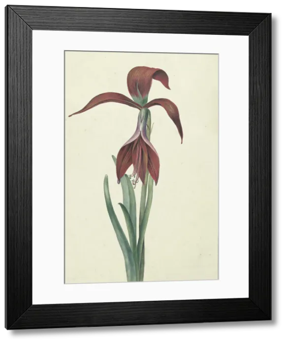 Framed Print : Amaryllis Formosissima, 1817. Creator: CJ Kruimel Framed Print : Amaryllis Formosissima, 1817. Creator: CJ Kruimel