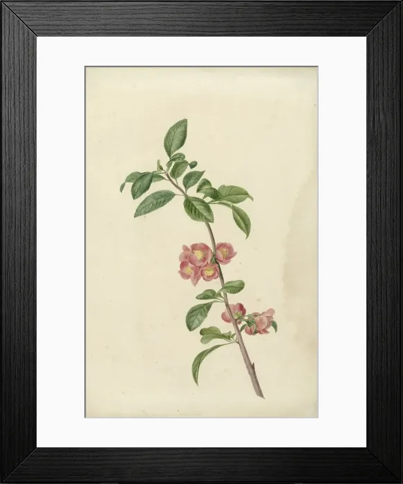 Framed Print : Flowering branch Japanese cherry, 1700-1800. Creator: CJ Kruimel Framed Print : Flowering branch Japanese cherry, 1700-1800. Creator: CJ Kruimel