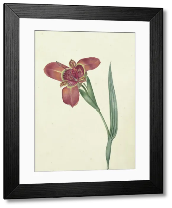 Framed Print : Flower named Ferraria Tigrina, 1817. Creator: CJ Kruimel Framed Print : Flower named Ferraria Tigrina, 1817. Creator: CJ Kruimel