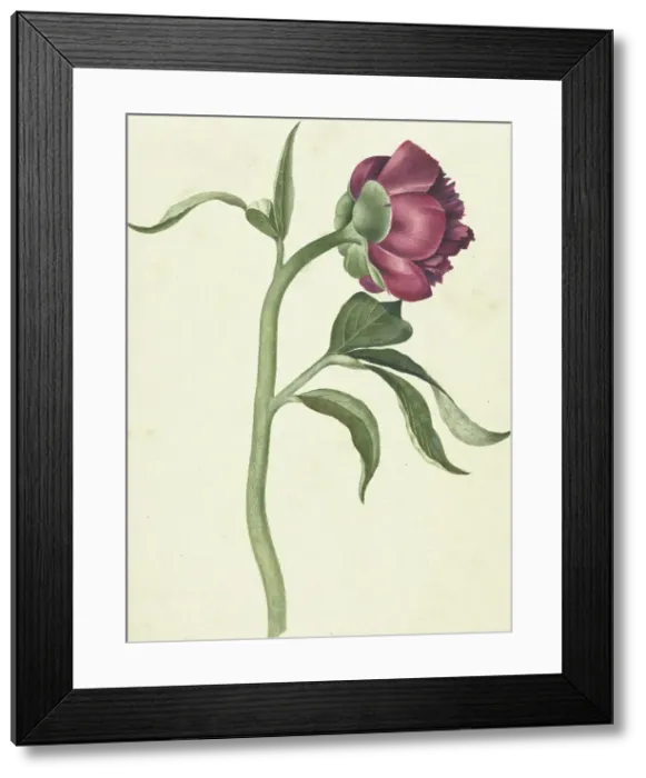 Framed Print : Flower of the peony, 1700-1800. Creator: CJ Kruimel Framed Print : Flower of the peony, 1700-1800. Creator: CJ Kruimel