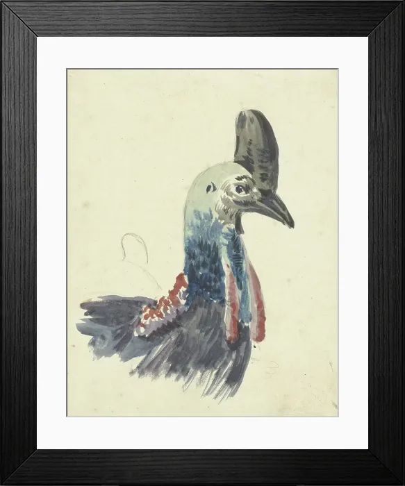 Framed Print : Head of the cassowary, 1700-1800. Creator: Christiaan van Geelen Framed Print : Head of the cassowary, 1700-1800. Creator: Christiaan van Geelen