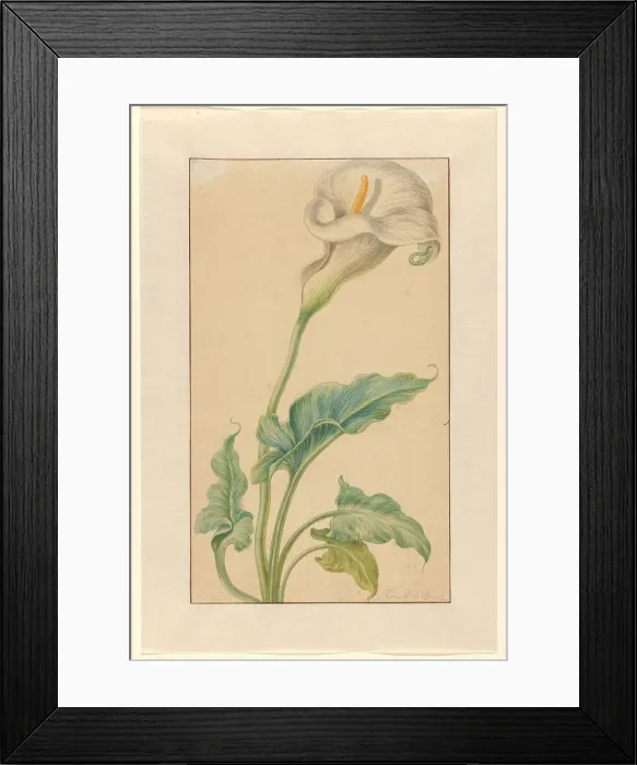 Framed Print : White arum, 1665-1669. Creator: Elias Van Den Broeck Framed Print : White arum, 1665-1669. Creator: Elias Van Den Broeck