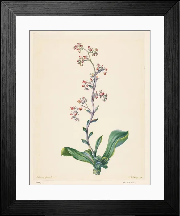Framed Print : Echeveria Grandiflora, 1847. Creator: Elisabeth Johanna Koning Framed Print : Echeveria Grandiflora, 1847. Creator: Elisabeth Johanna Koning