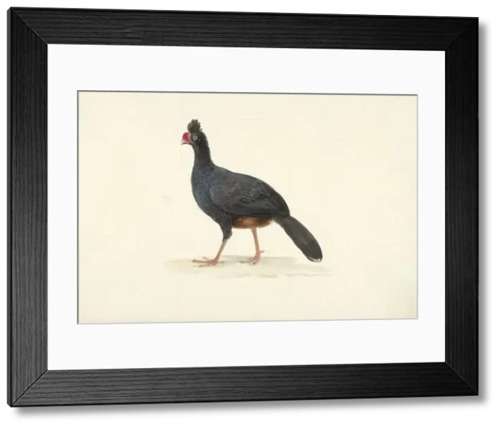Framed Print : Black walking bird with short thick red beak, 1763-1824. Creator: Circle of François Le Vaillant Framed Print : Black walking bird with short thick red beak, 1763-1824. Creator: Circle of François Le Vaillant