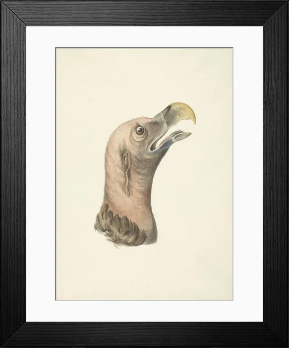Framed Print : Head of an ear vulture (Otogyps auricularis daud), 1763-1824. Creator: Circle of François Le Vaillant Framed Print : Head of an ear vulture (Otogyps auricularis daud), 1763-1824. Creator: Circle of François Le Vaillant