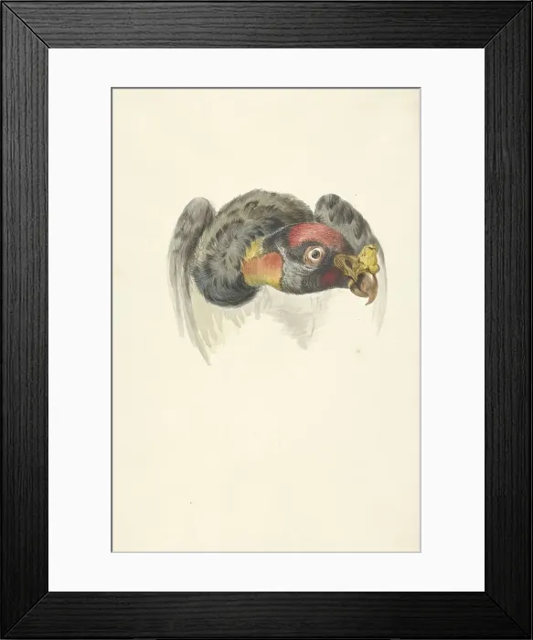 Framed Print : Head of a royal vulture (Sarcoramphus papa), 1763-1824. Creator: Circle of François Le Vaillant Framed Print : Head of a royal vulture (Sarcoramphus papa), 1763-1824. Creator: Circle of François Le Vaillant