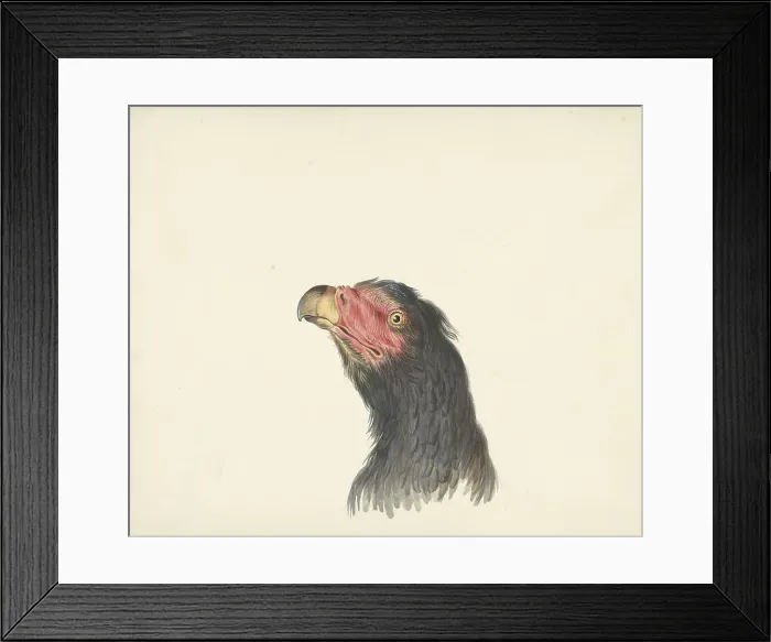 Framed Print : Vulture, 1763-1824. Creator: Circle of François Le Vaillant Framed Print : Vulture, 1763-1824. Creator: Circle of François Le Vaillant