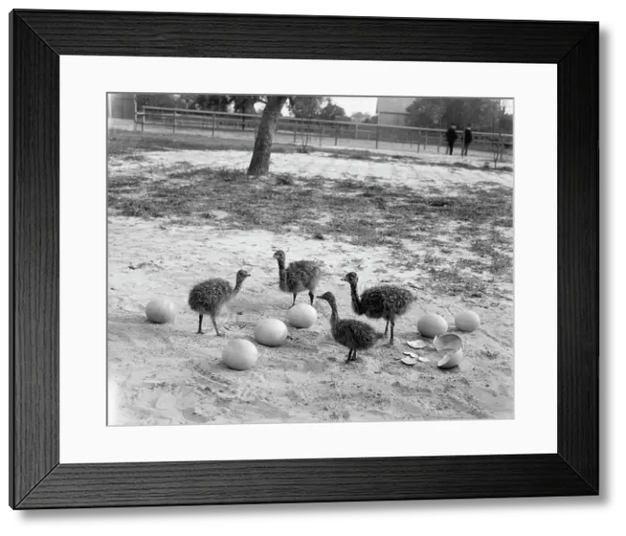 Framed Print : Ostrich farm, Hot Springs, Ark. between 1880 and 1930. Creator: Unknown Framed Print : Ostrich farm, Hot Springs, Ark. between 1880 and 1930. Creator: Unknown