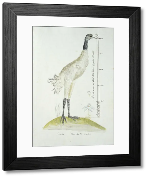Framed Print : Dromaius novaehollandiae (Emu), 1770-1780. Creator: George Raper Framed Print : Dromaius novaehollandiae (Emu), 1770-1780. Creator: George Raper