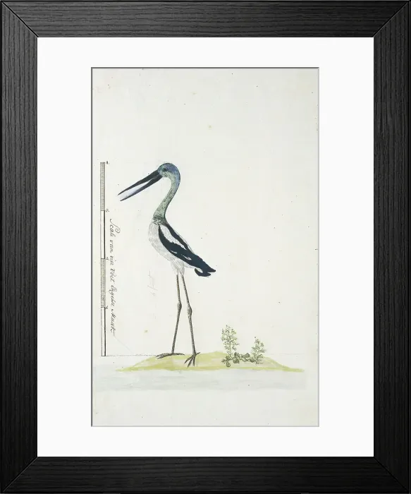 Framed Print : Grus rubicunda (Brolga or Australian crane), 1770-1780. Creator: George Raper Framed Print : Grus rubicunda (Brolga or Australian crane), 1770-1780. Creator: George Raper