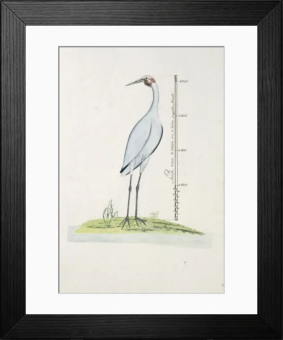 Framed Print : Antigone rubicunda (Brolga, or Australian Crane), 1770-1780. Creator: George Raper Framed Print : Antigone rubicunda (Brolga, or Australian Crane), 1770-1780. Creator: George Raper